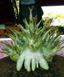Adenium Bigfoot