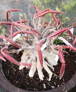 Adenium Black Zombie