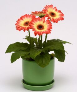 Gerbera Red Lemon Bicolor