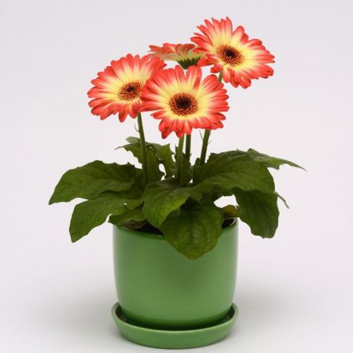 Gerbera Red Lemon Bicolor