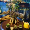 Adenium Onyx Emperor