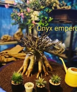 Adenium Onyx Emperor