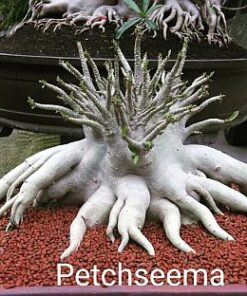 Adenium Petchseema