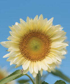 Sunflower White Lite