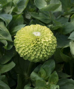 Zinnia Queen Lime