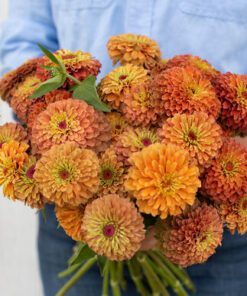 Zinnia Queen Lime Orange