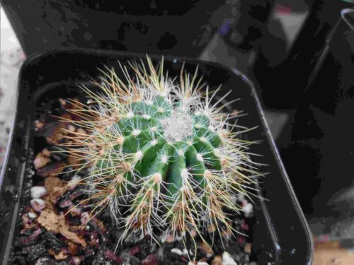 Notocactus Magnificus  cactus photo review