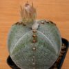 Astrophytum Myriostigma Tricostatum