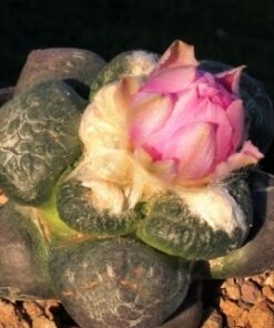 Ariocarpus lloydii