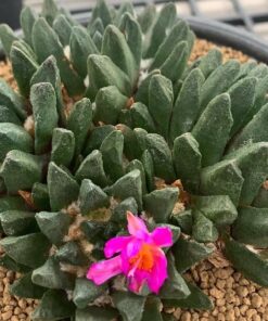 ariocarpus scapho