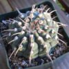 Gymnocalycium Vatteri Single Spine