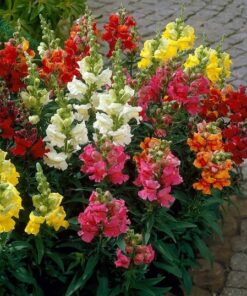 Antirrhinum Madam Butterfly