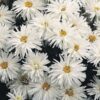 Leucanthemum