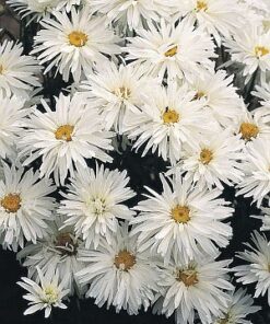 Leucanthemum