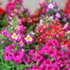 Schizanthus