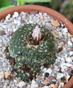 Ariocarpus Kotschoubeyanus Albiflorus