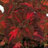 Coleus Festive Dance