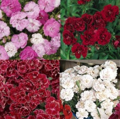 Dianthus Double Red seeds hybrid buy at seedsnpots.com