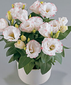 lisianthus rosie rose picotee