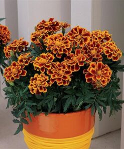 French Marigold Flame