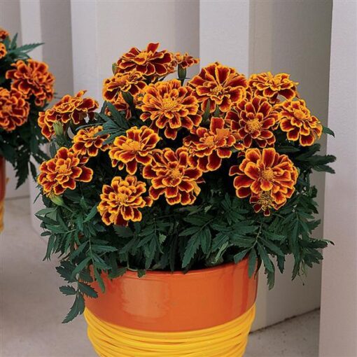 French Marigold Flame