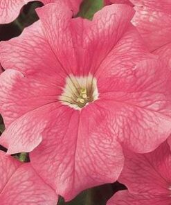 Petunia Dream salmon