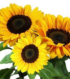 Sunflower Vincent
