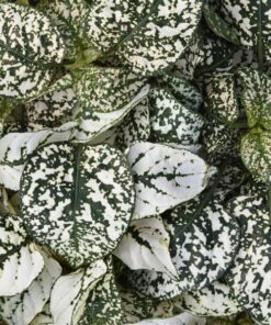 hypoestes white