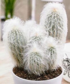 Espostoa lanata Cactus
