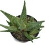 Aloe Blizzard