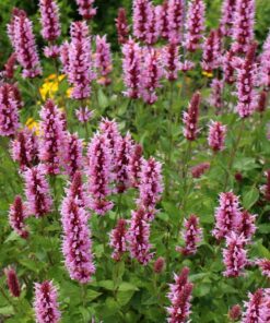 agastache pink pop