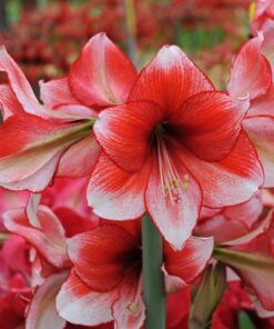 amaryllis stardust