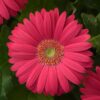 Gerbera Deep Pink Light Eye