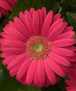 Gerbera Deep Pink Light Eye