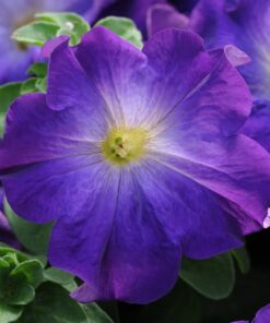 petunia blue morn