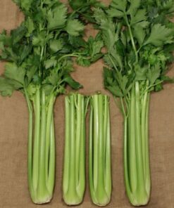 Celery Ishtar