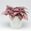 hypoestes pink