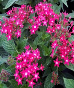 Pentas Butterfly Rose Deep