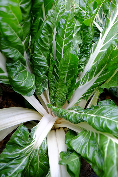 Swiss Chard