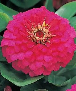 zinnia dreamland rose