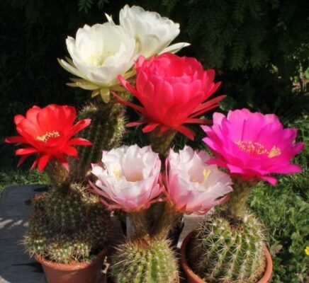 Echinopsis hybrid dark pink cactus at seedsnpots.com