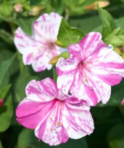 Mirabilis Pink White