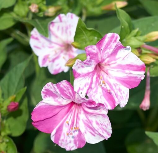 Mirabilis Pink White