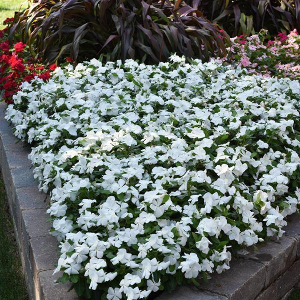 vinca white