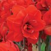 Amaryllis Double King