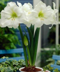Amaryllis Mont Blanc