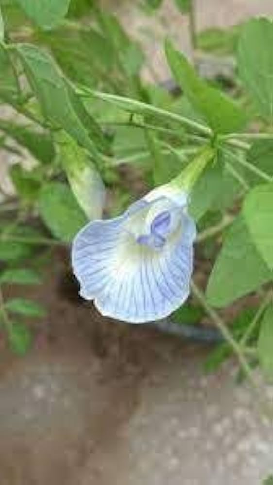 Aparajita Light Blue