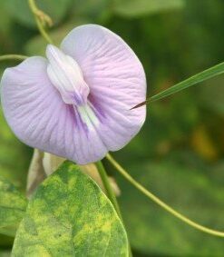 Aparajita Light Purple