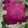 Cauliflower Pink