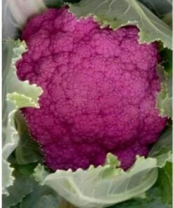 Cauliflower Pink